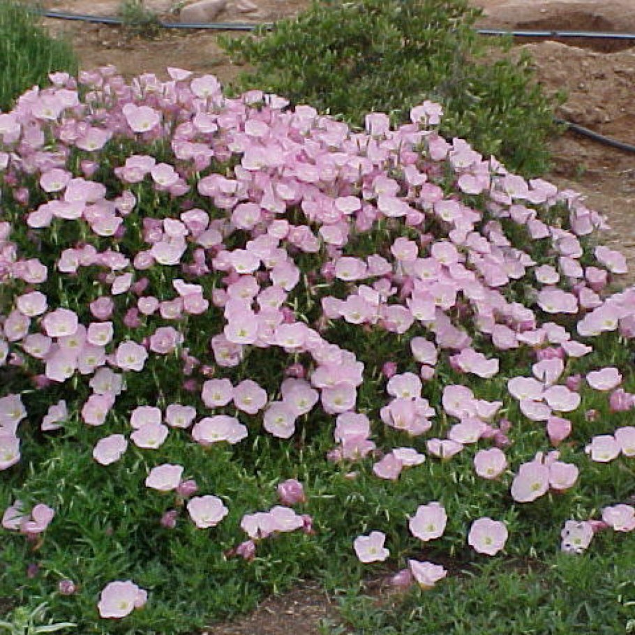 Энотера прекрасная