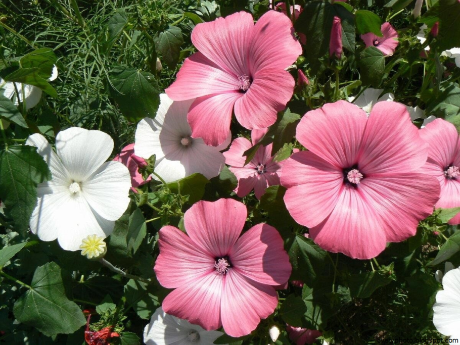 Лаватера Сильвер кап