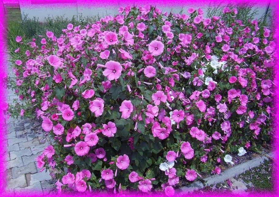 Лаватера Садовая роза