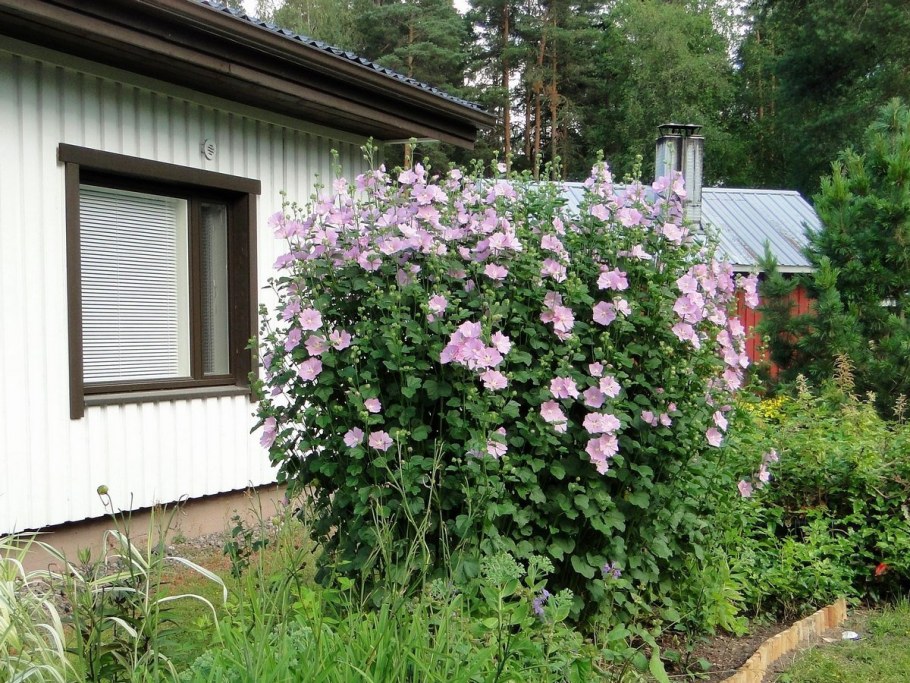 Лаватера, или Дикая роза