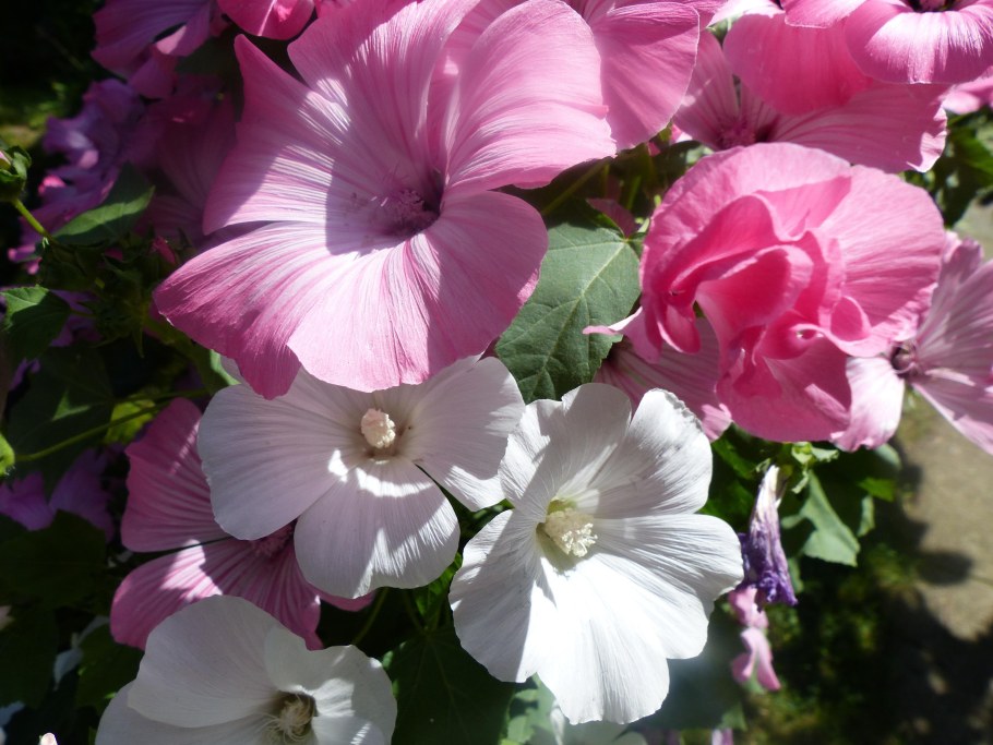 Лаватера Рубиновая Королева