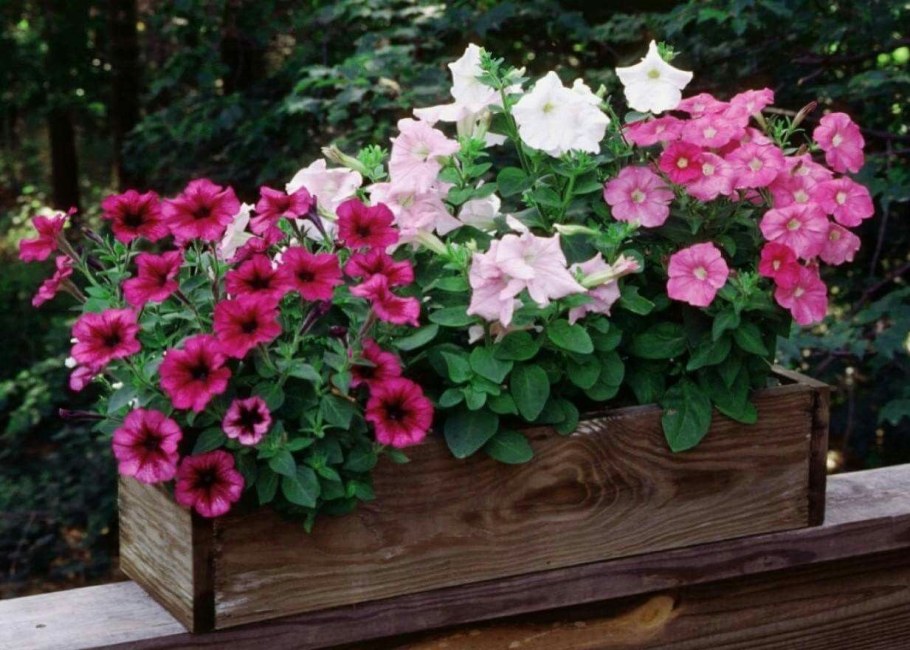 Петуния Ивнинг сенсейшен