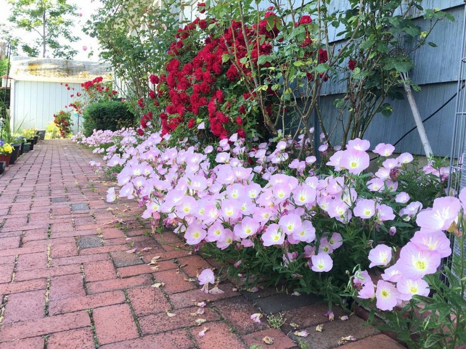 Энотера на клумбе