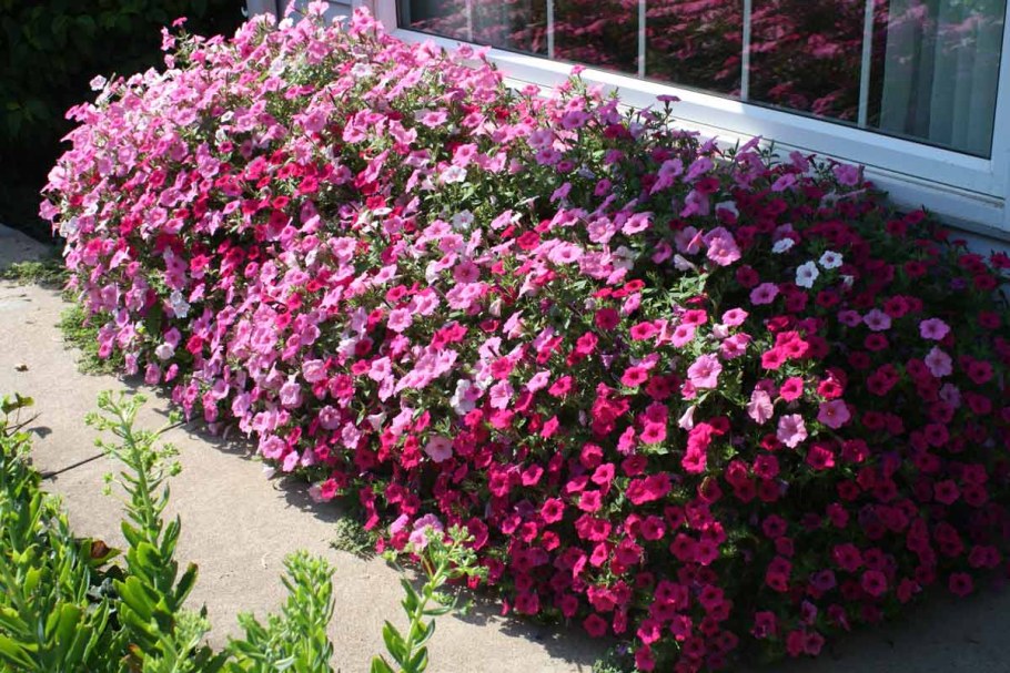 Моноклумба петуния