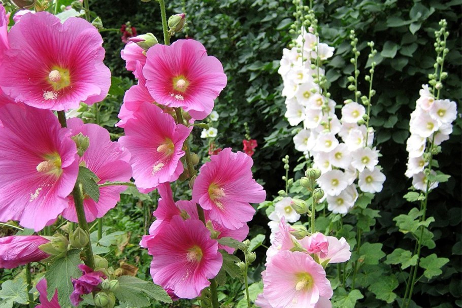 Мальва лаватера