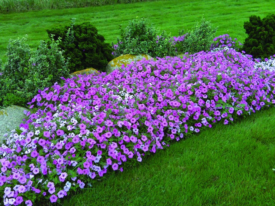 Рабатка Тунберга