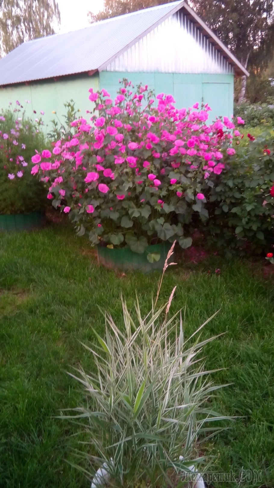 Лаватера Живая изгородь