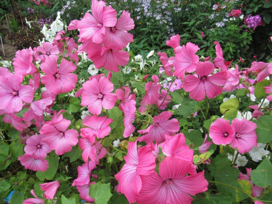 Лаватера Рубиновая