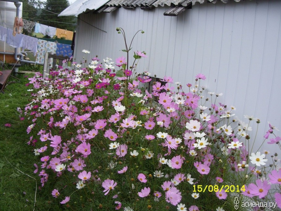 Космея лаватера