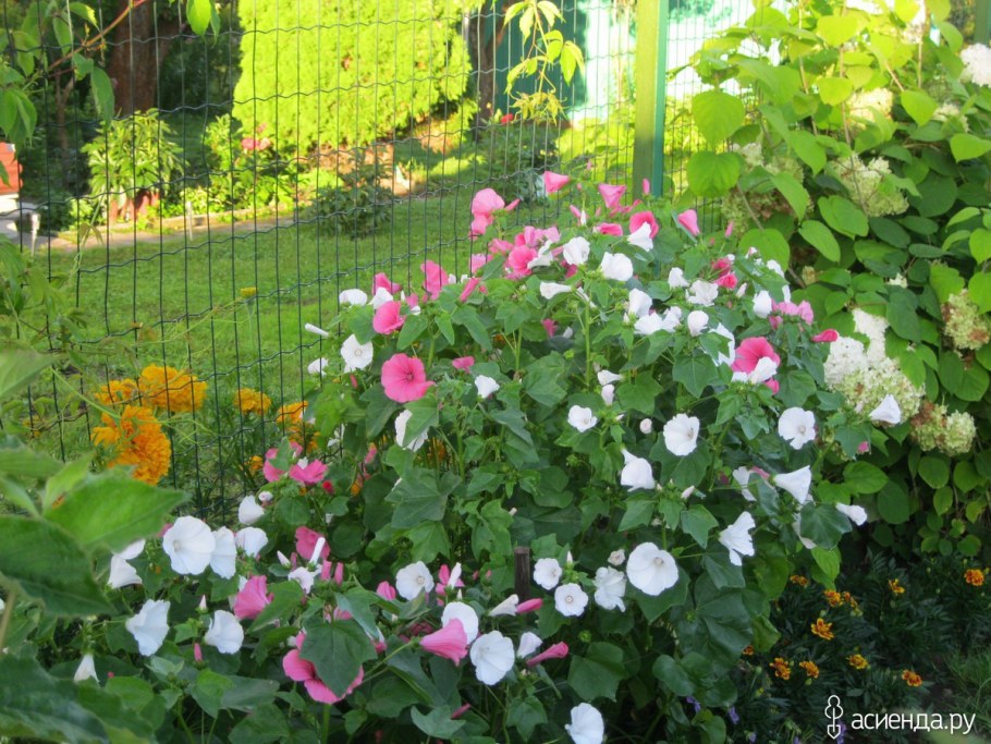 Лаватера многолетняя роза