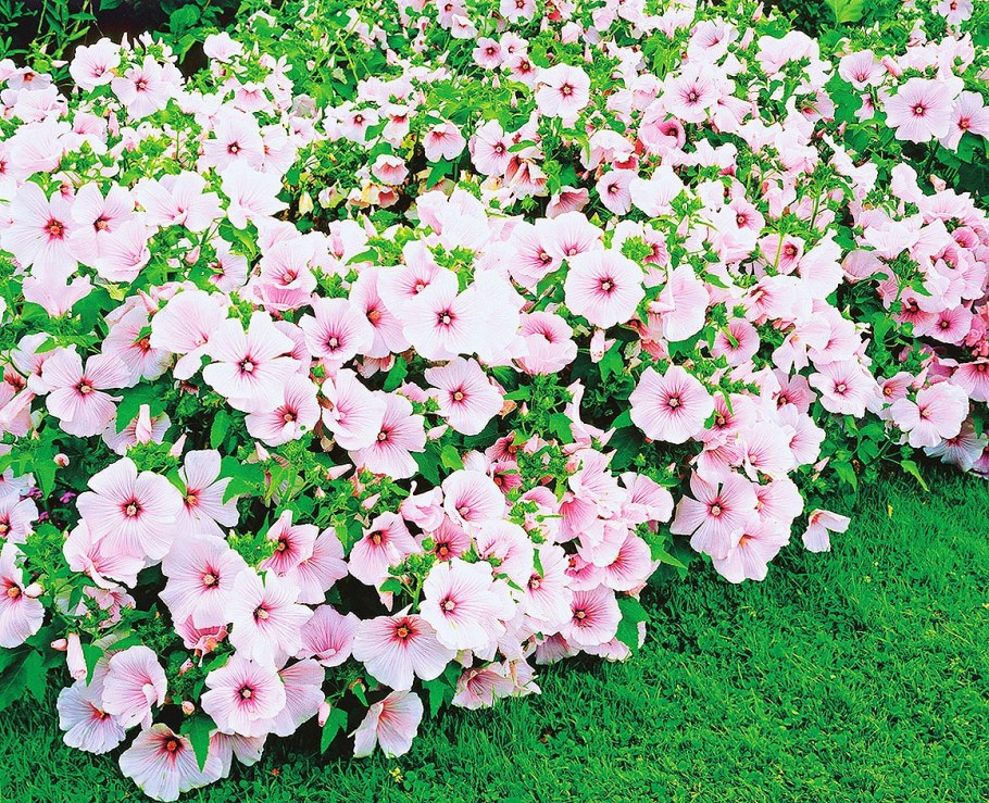 Лаватера хатьма