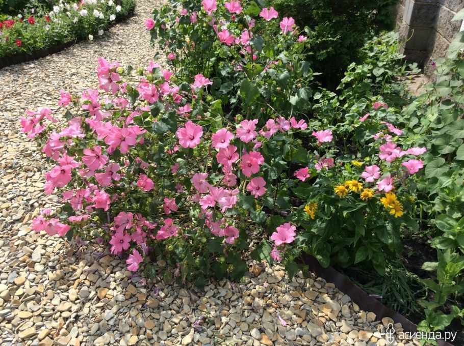 Лаватера Волшебный патефон