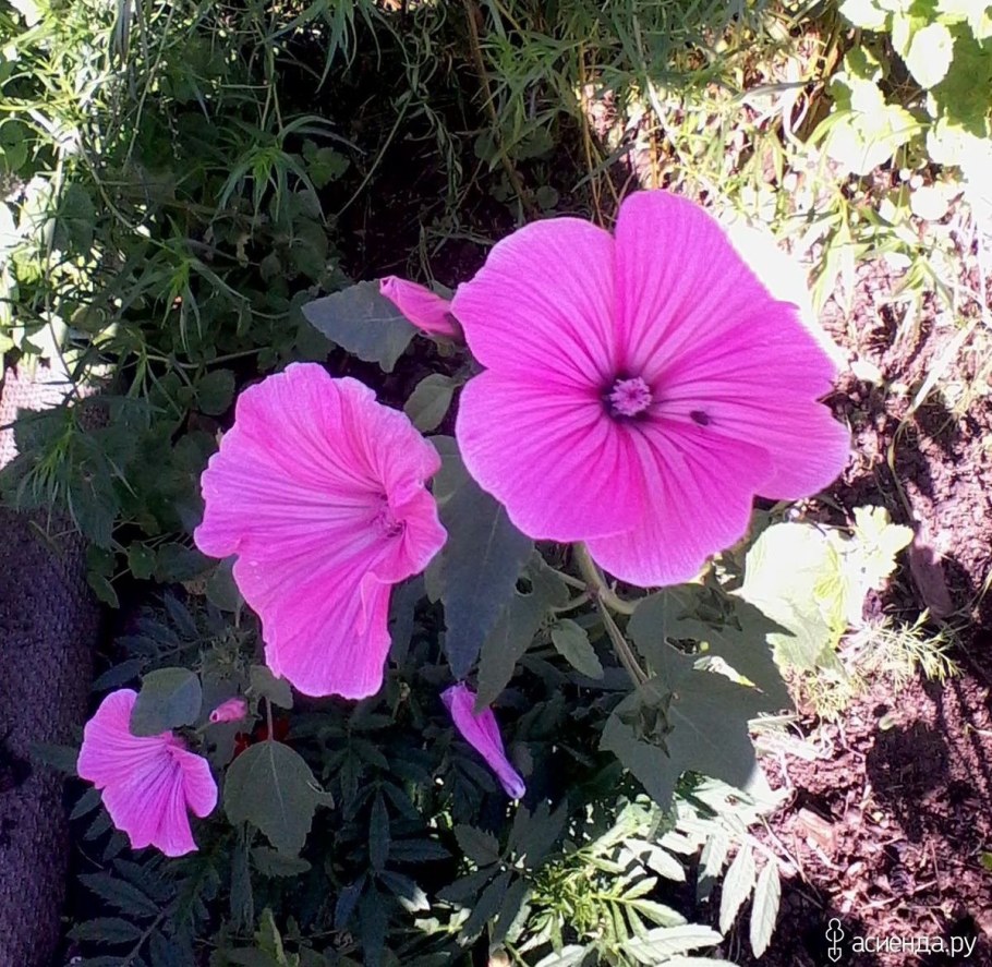 Мальва лаватера многолетняя