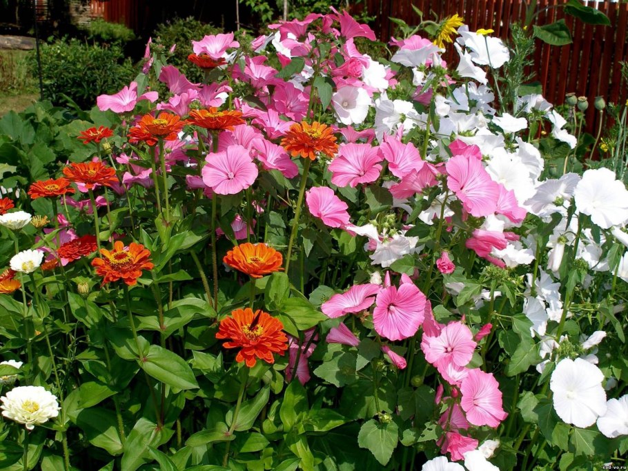Лаватера на клумбе