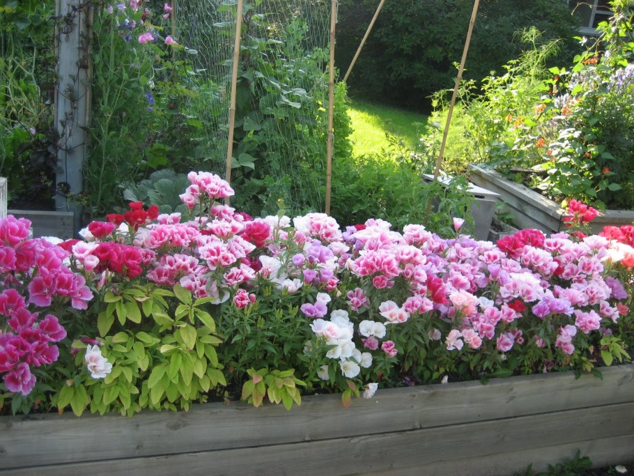 Кларкия лаватера