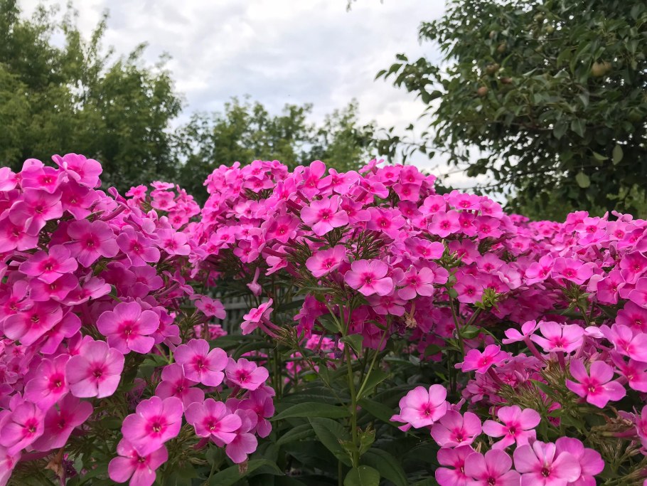 Флоксы кустовые многолетние