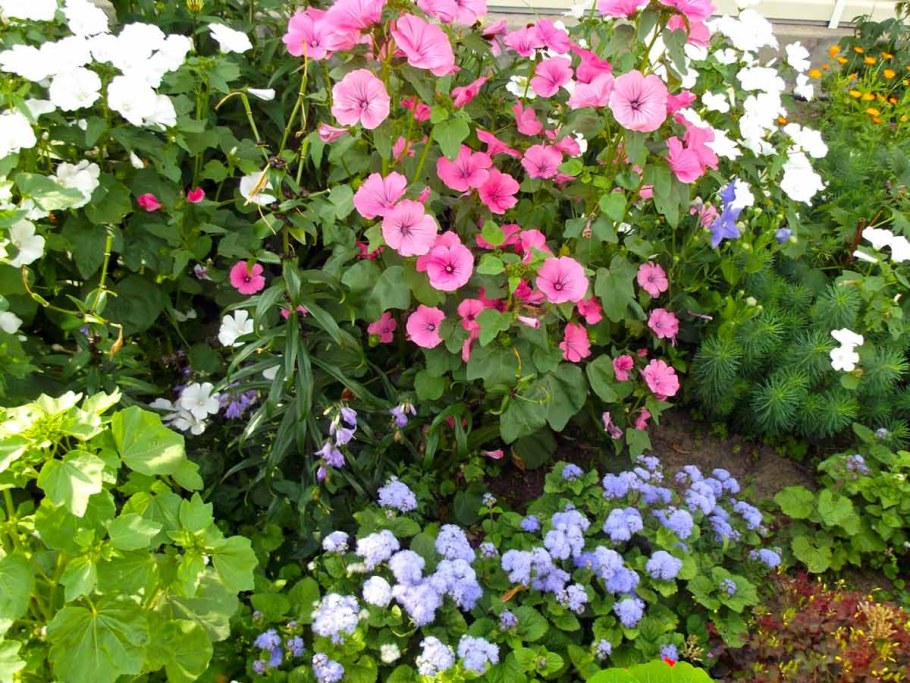 Лаватера Лавлайнс