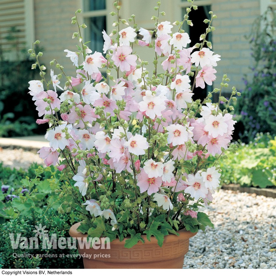 Лаватера Barnsley