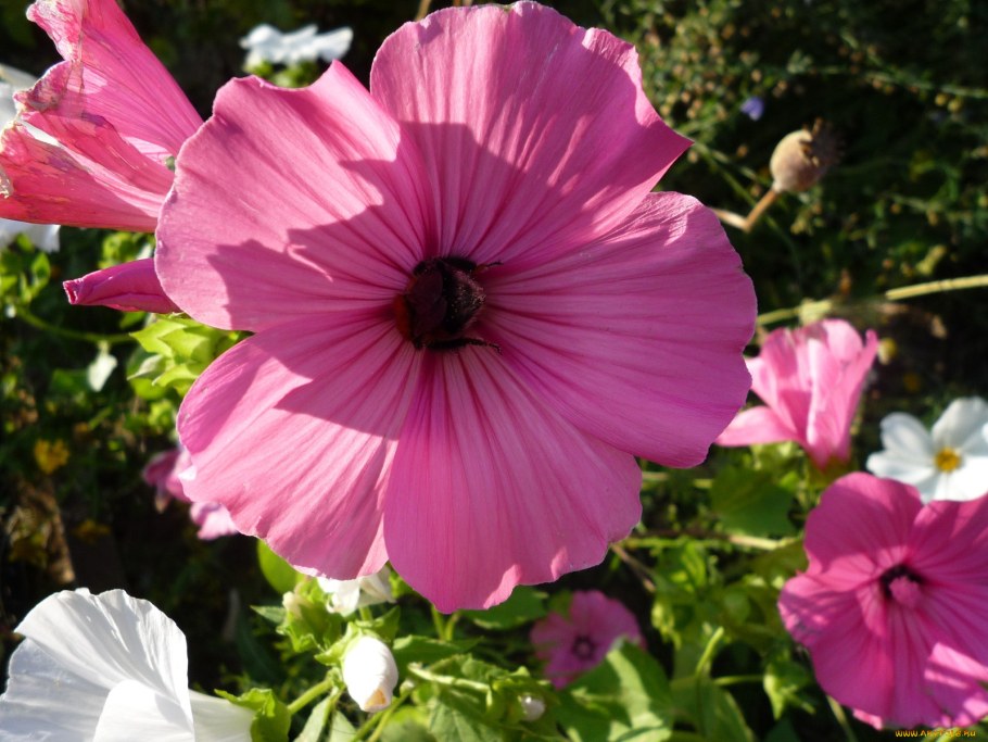 Космея лаватера