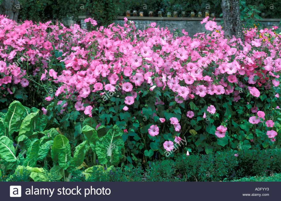 Лаватера Сильвер кап