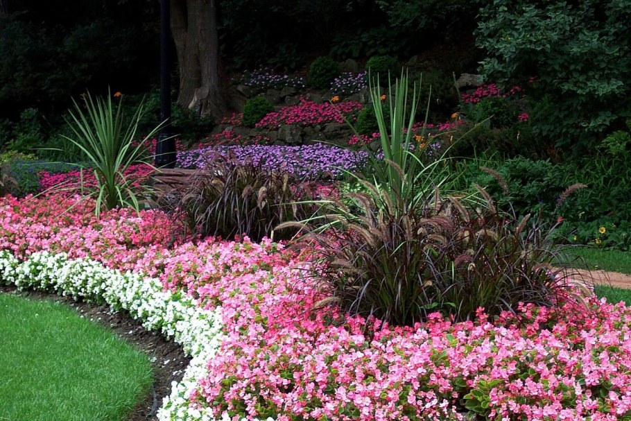 Лаватера на клумбе