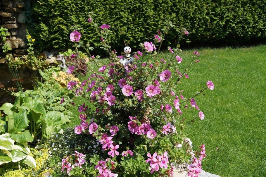 Цветки мальвы