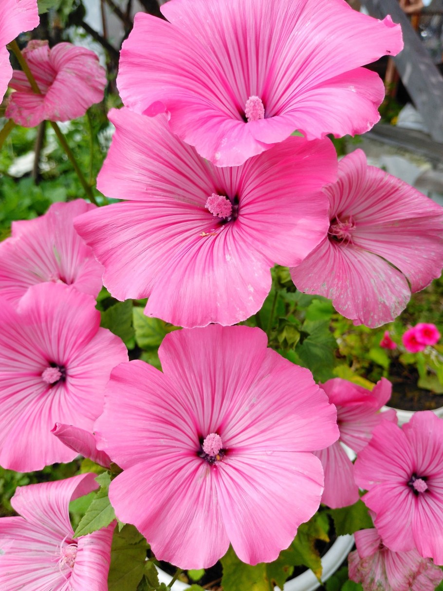 Лаватера Лавлайнс