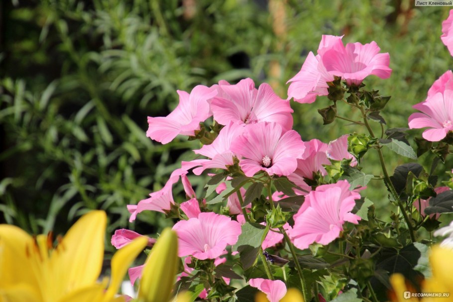 Лаватера Сильвер кап