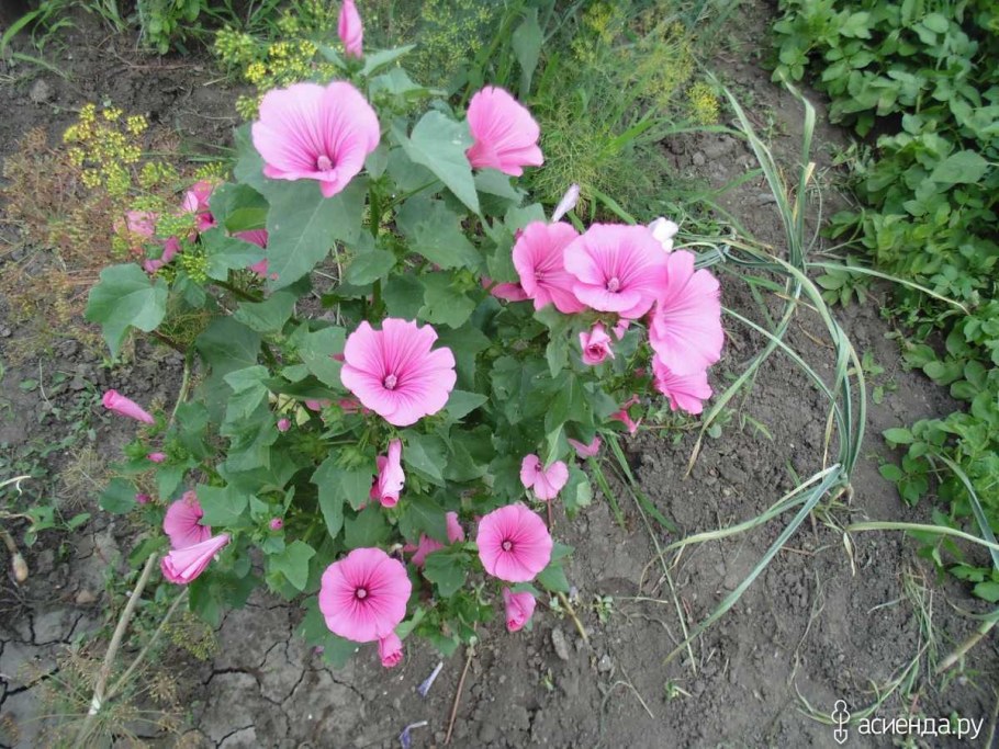 Лаватера красотка розовая