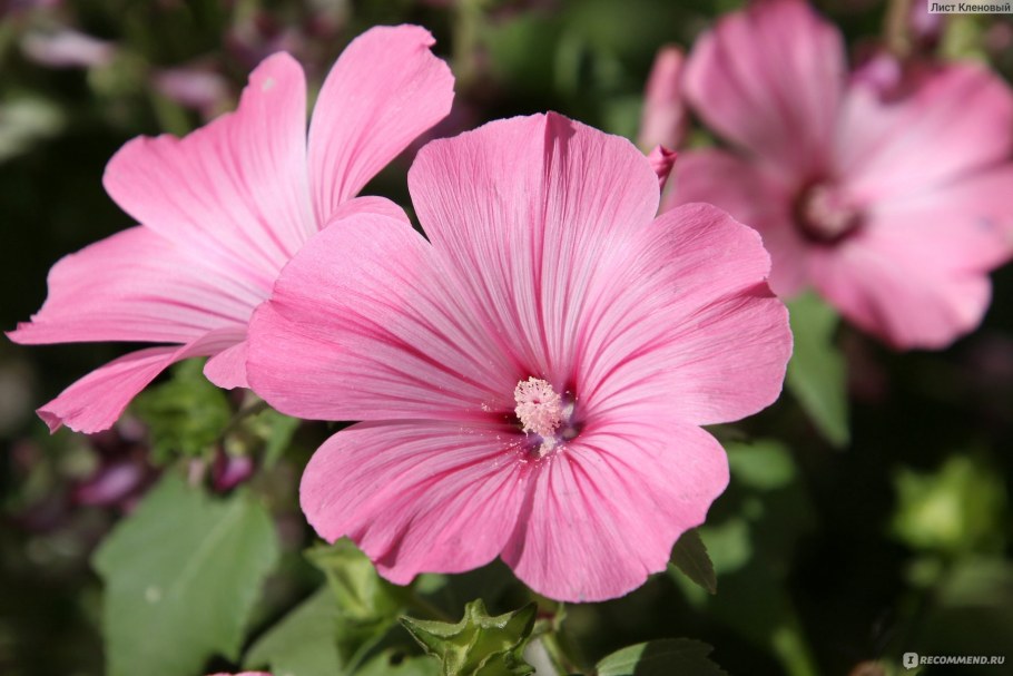 Лаватера Садовая роза