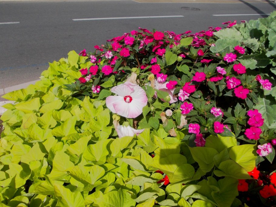 Лаватера цветы на клумбе