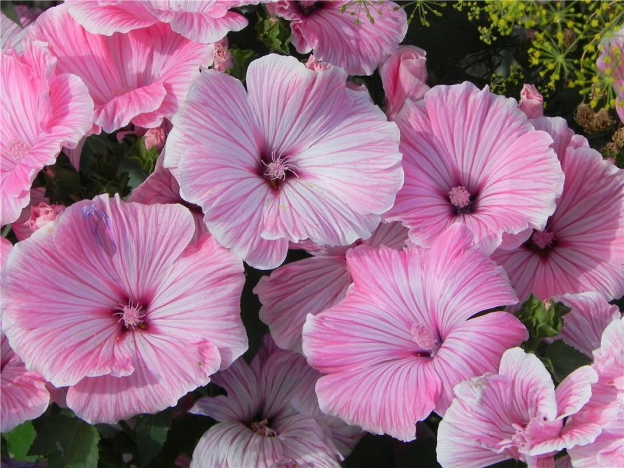 Лаватера Лавлайнс