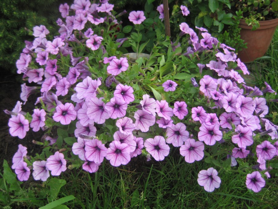 Лаватера румяный Гном