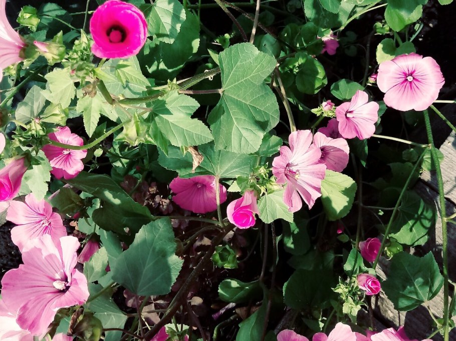 Лаватера (Lavatera)