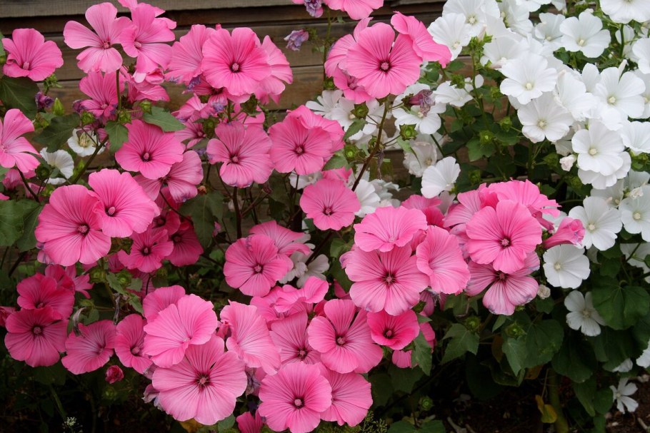 Цветок лаватера однолетник