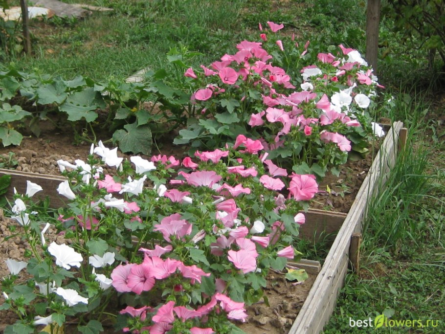 Малопа цветок