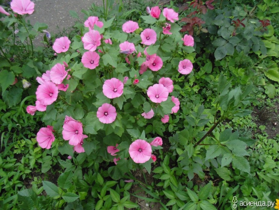 Мальва лаватера