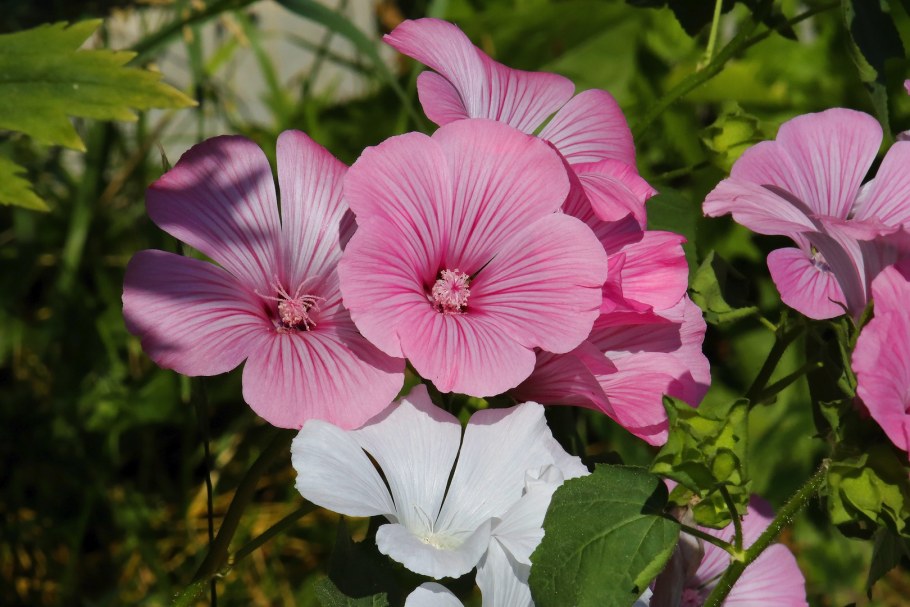 Лаватера цветок красотка красная