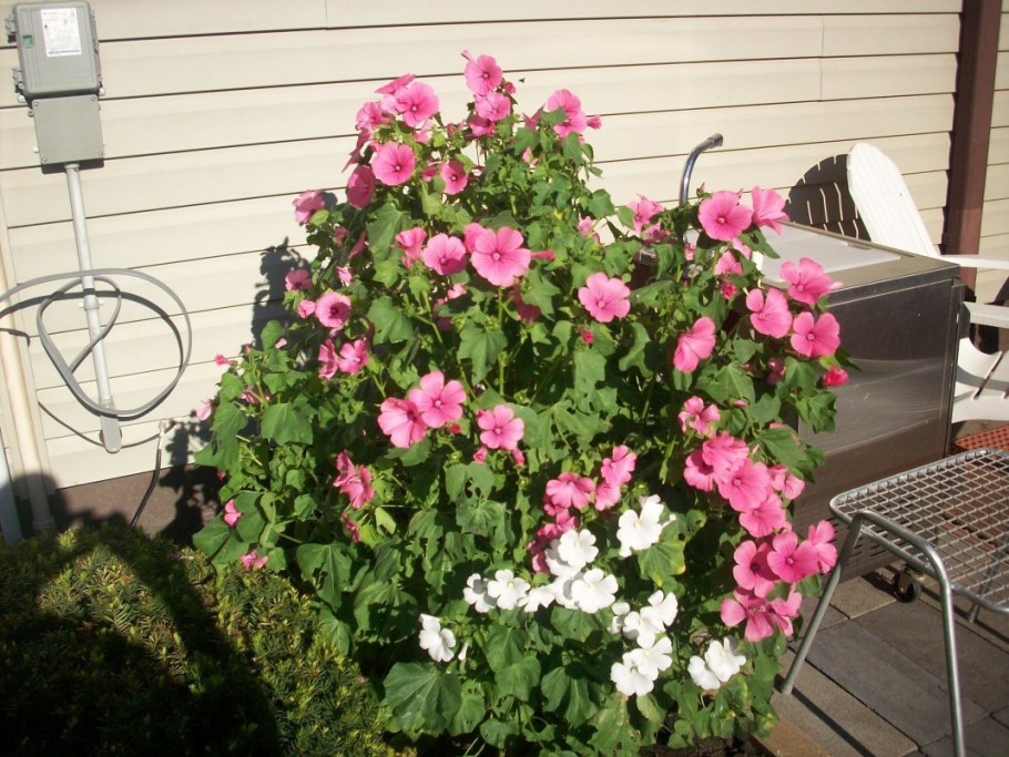 Лаватера однолетник