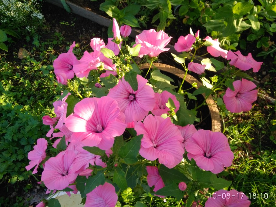 Лаватера Лавлайнс