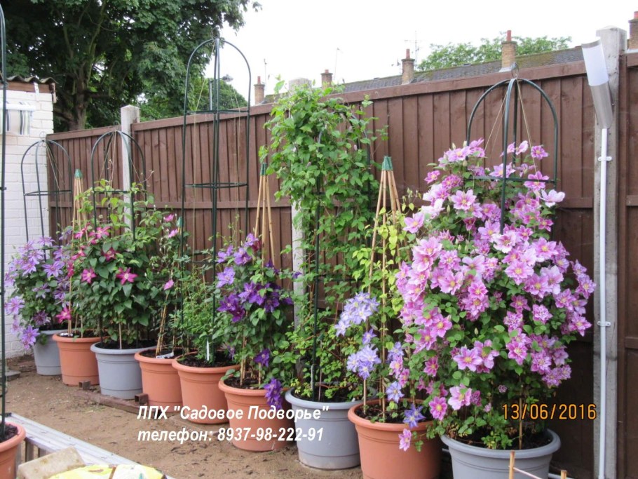 Садовая Лиана ипомея