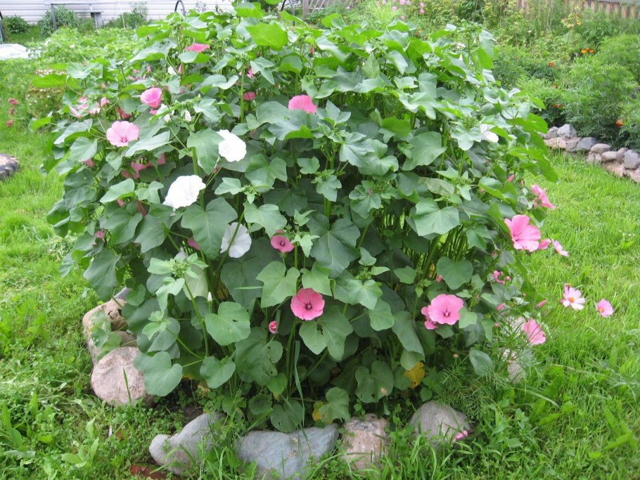 Мальва Садовая многолетняя