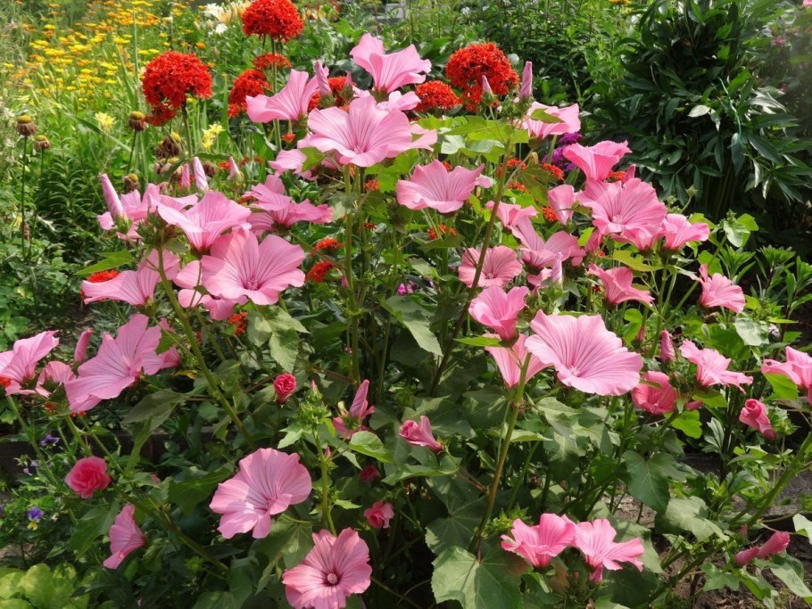 Лаватера Рубиновая