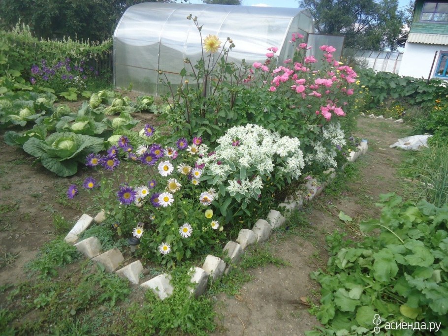 Циния годеция лаватера