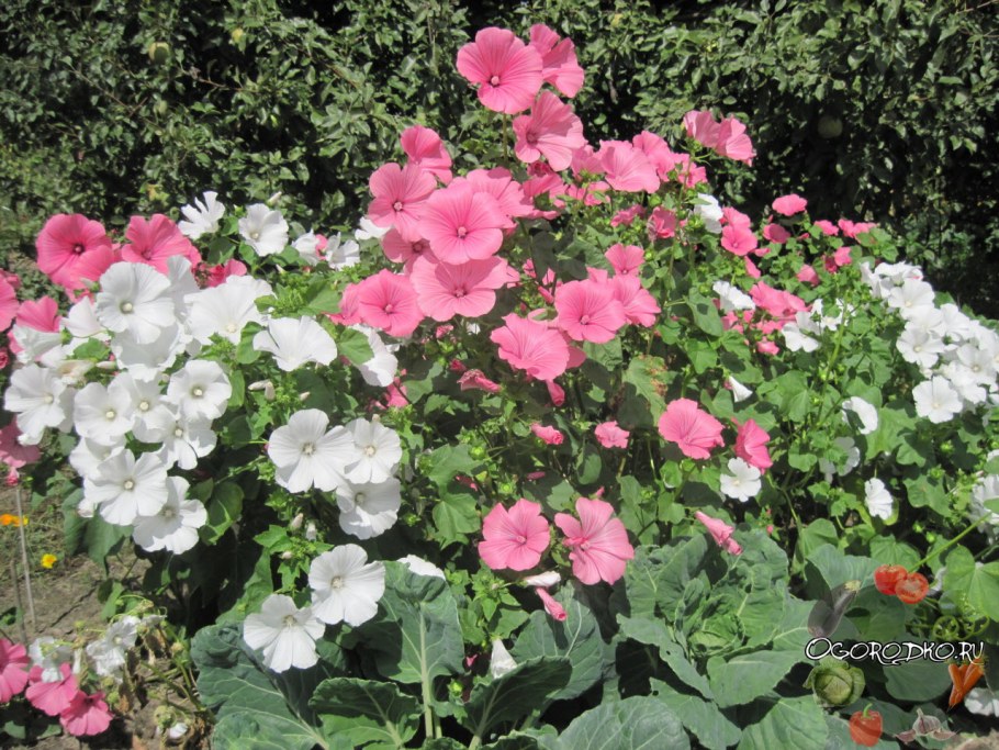 Мальва лаватера