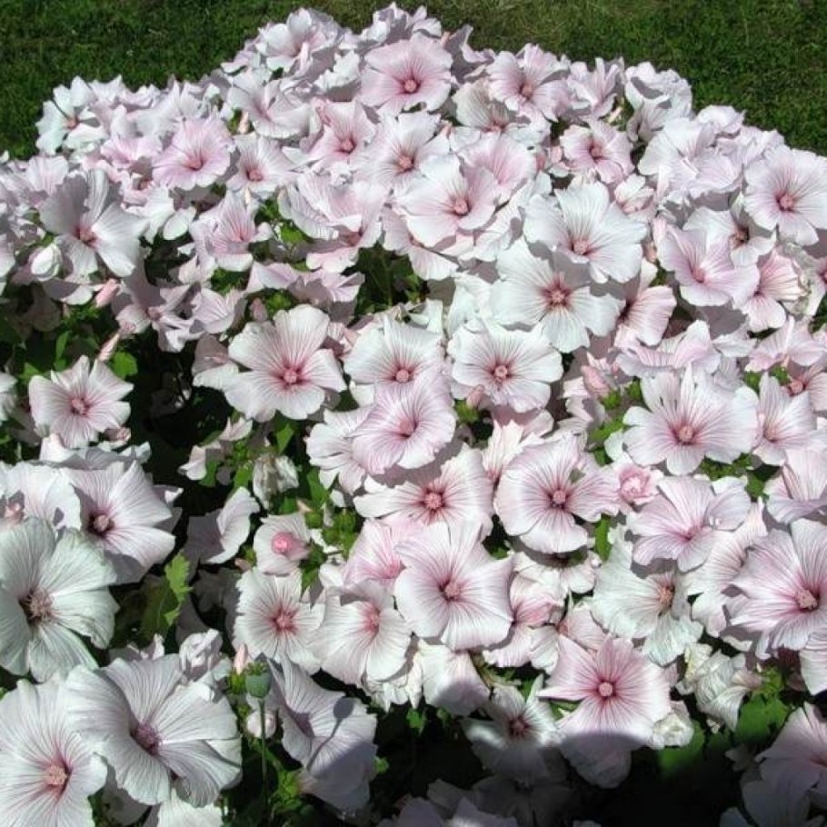 Лаватера Садовая роза