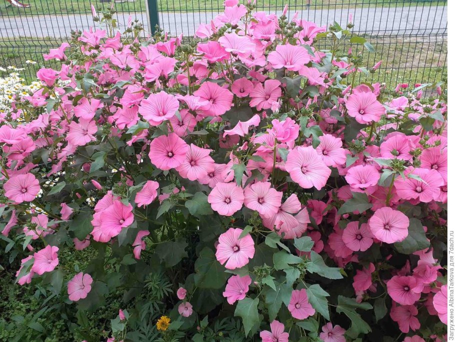 Лаватера Рубиновая