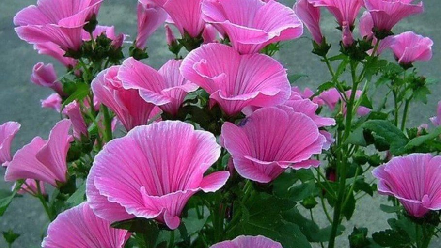 Цветок лаватера однолетник