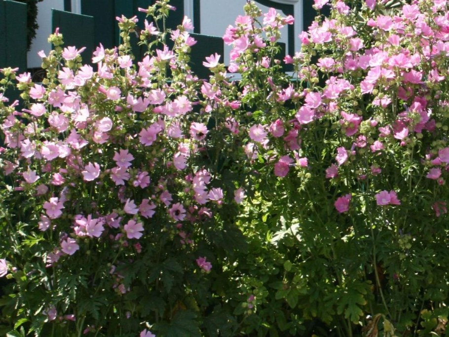 Лаватера тюрингенская