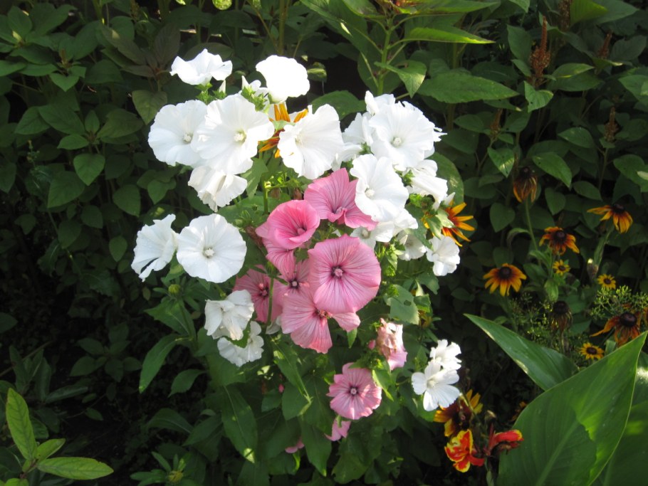 Лаватера на клумбе